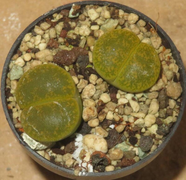 2x Lithops Lesliei Albinica