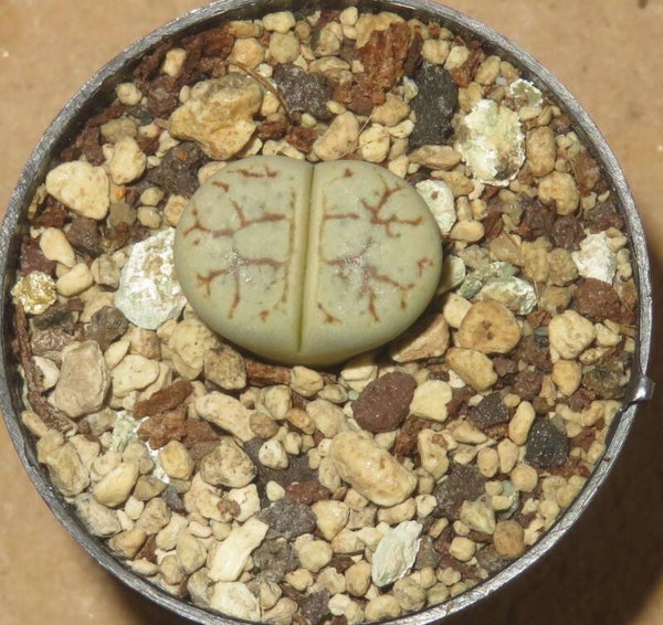 Lithops werneri C188
