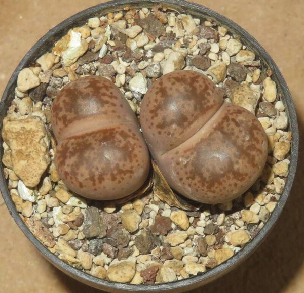 Lithops coleorum