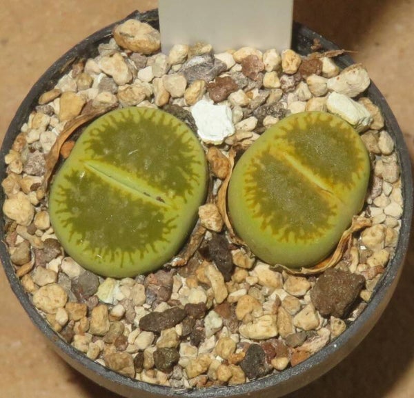 2x Lithops aucampiae cv 'Bella-Ketty' C48A