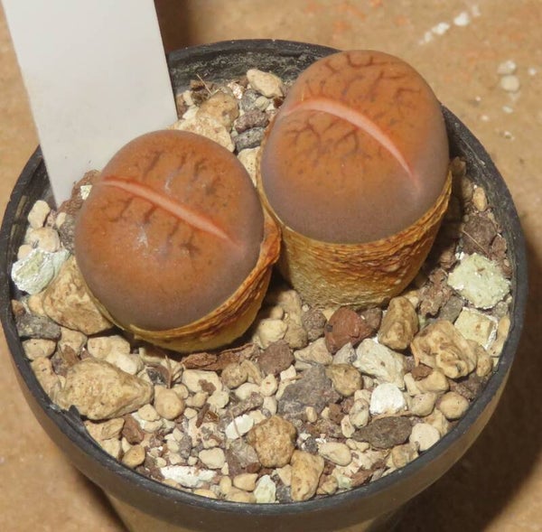 Lithops X Dinteranthus Dinterops cv