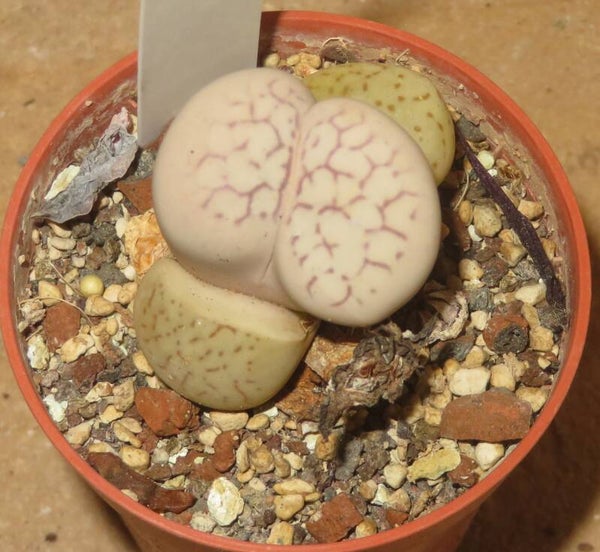 Dinteranthus vanzylii cv Lineatus