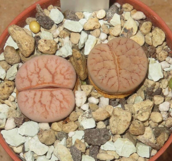 2x Lithops gracilidelineata C309