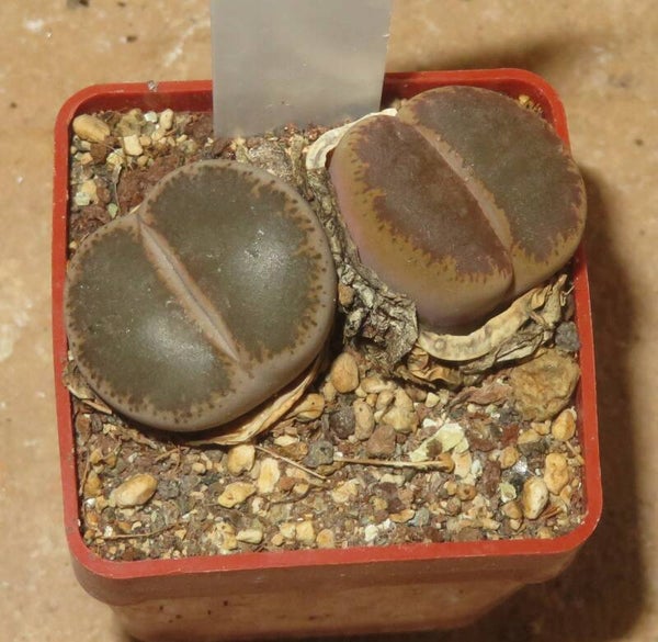 Lithops lesliei v. venteri Maraisii C153 Black Top