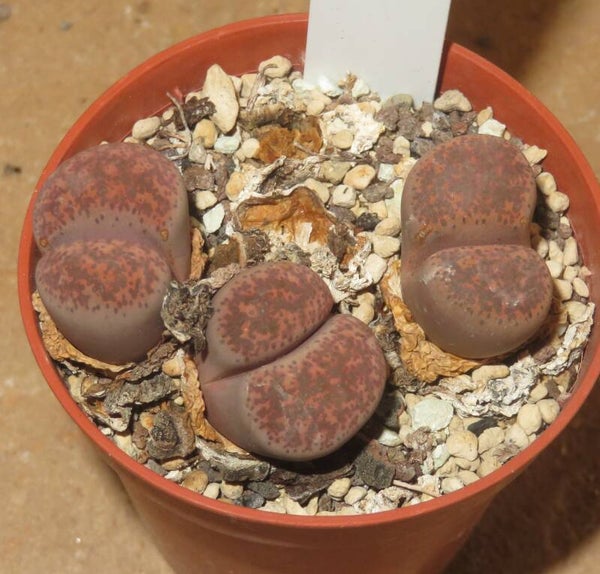 2x Lithops terricolor cv Pinky