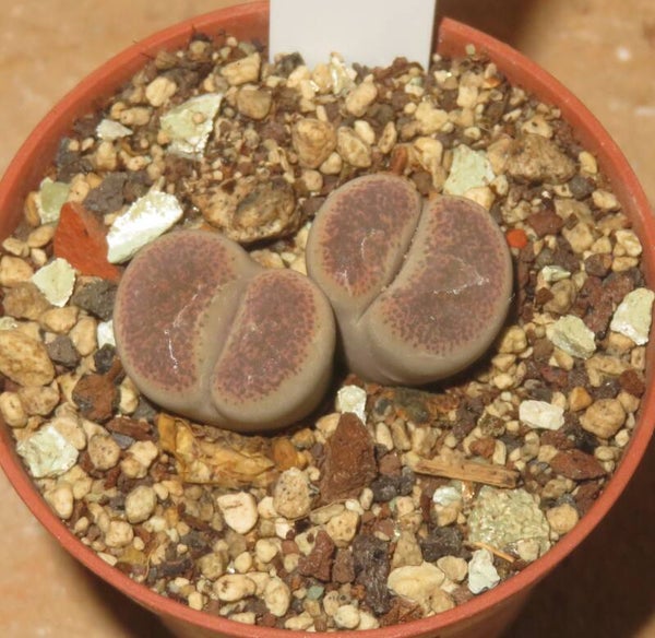 Lithops terricolor cv Pinky