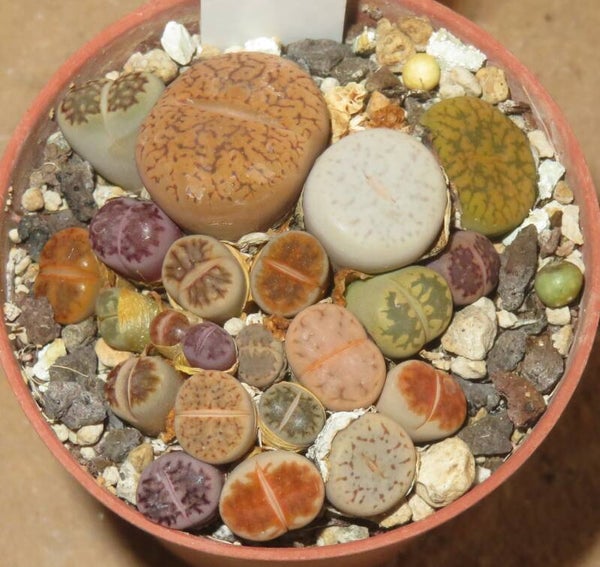 Lithops Mix ca. 20 Stück