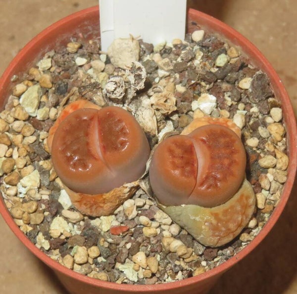 Lithops hallii v. hallii
