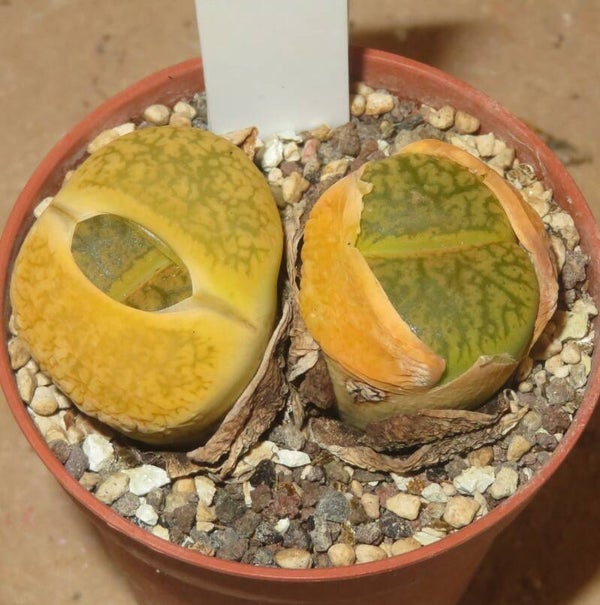 Lithops aucampiae v. aucampiae cv Betty's Beryl C389