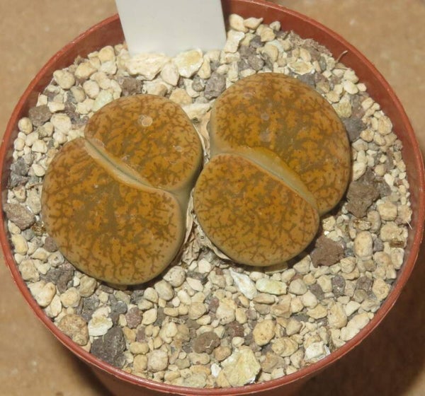 Lithops X Dinteranthus Dinterops cv
