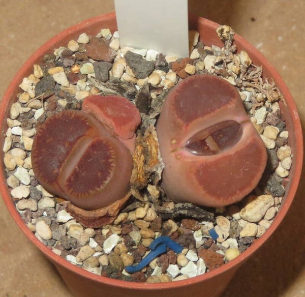 Lithops aucampiae KO from Kokerboom