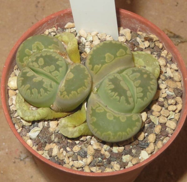 Lithops otzeniana cv Midori Otsue