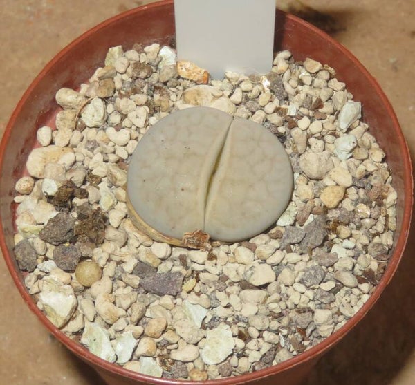 Lithops pseudotruncatella ssp. groendrayensis C244