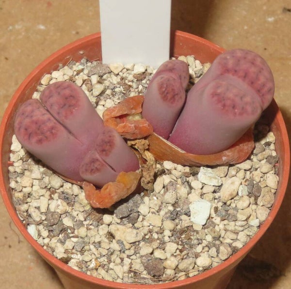 Lithops karasmontana ssp. eberlanzii cv Purple