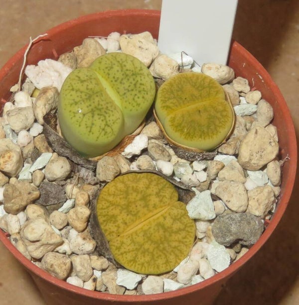 3x Dinterops Dinteranthus vanzylii × Lithops lesliei v venteri green