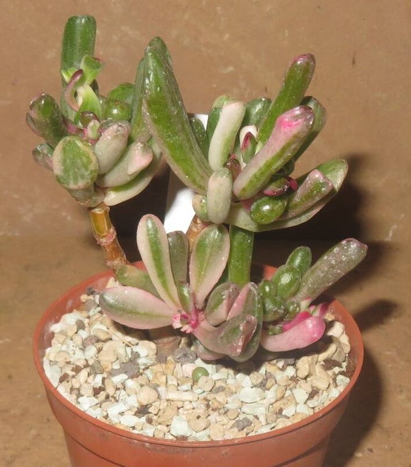 Crassula argentea cv Gollum variegata