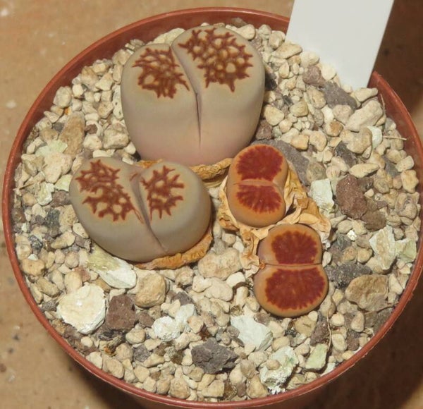 2x Lithops julii cv Kikushogiyoku
