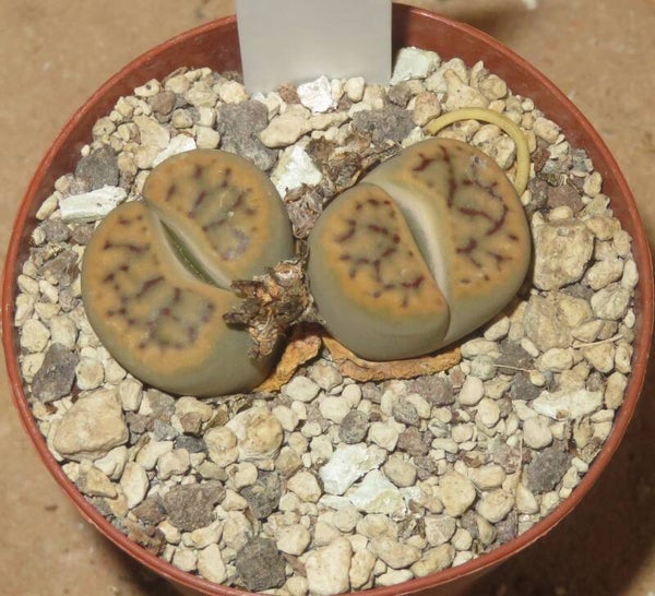 Lithops schwantesii
