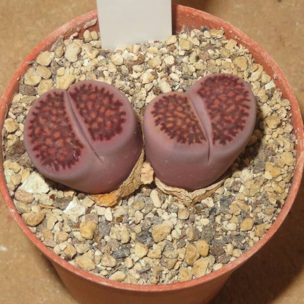 Lithops hallii v. hallii Pink ex C375