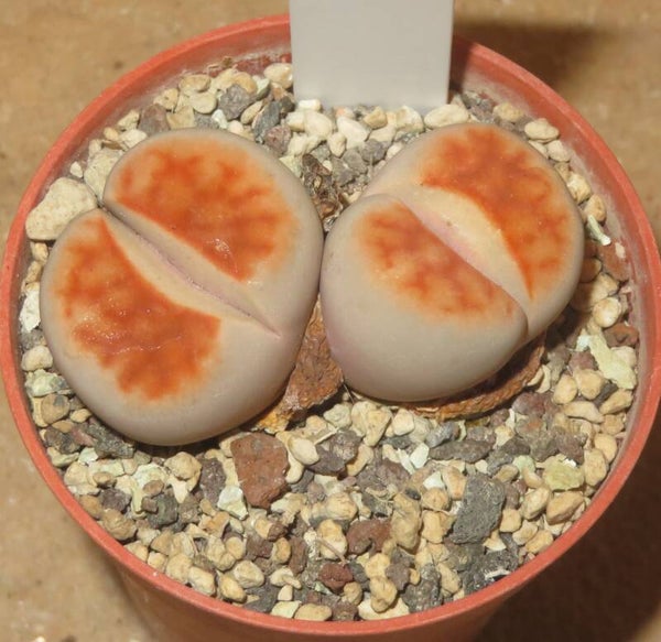 Lithops karasmontana cv Sumitatum