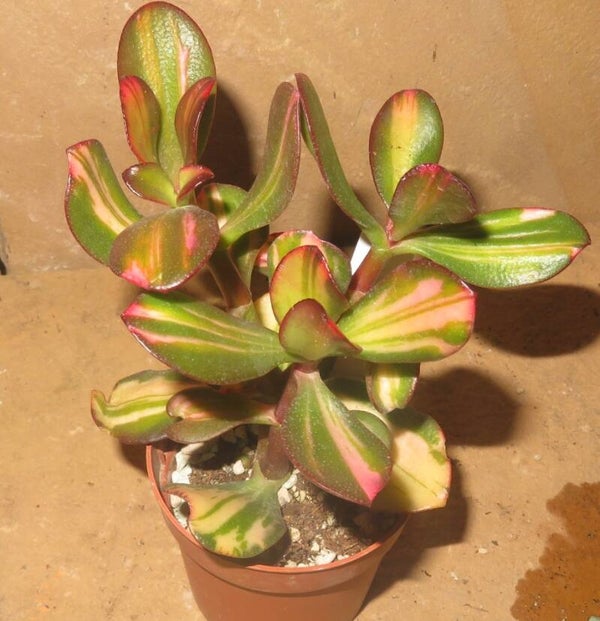 Crassula argentea cv Mikaeri Bijin variegata