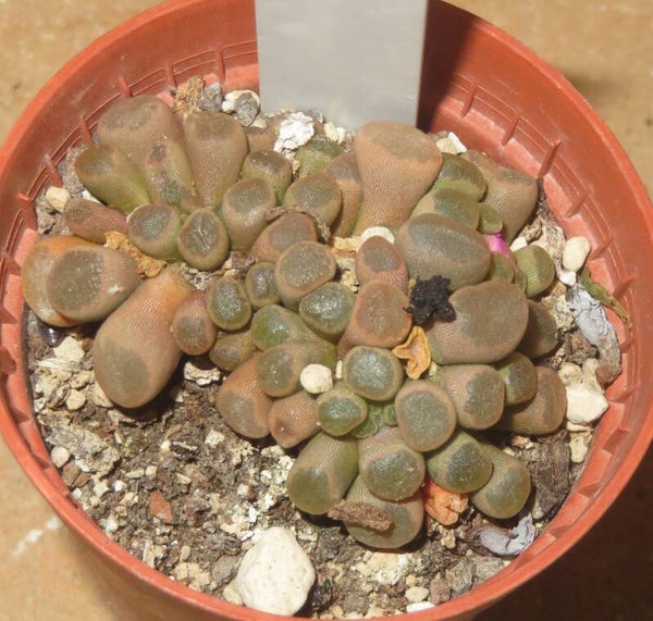 Frithia Pulchra