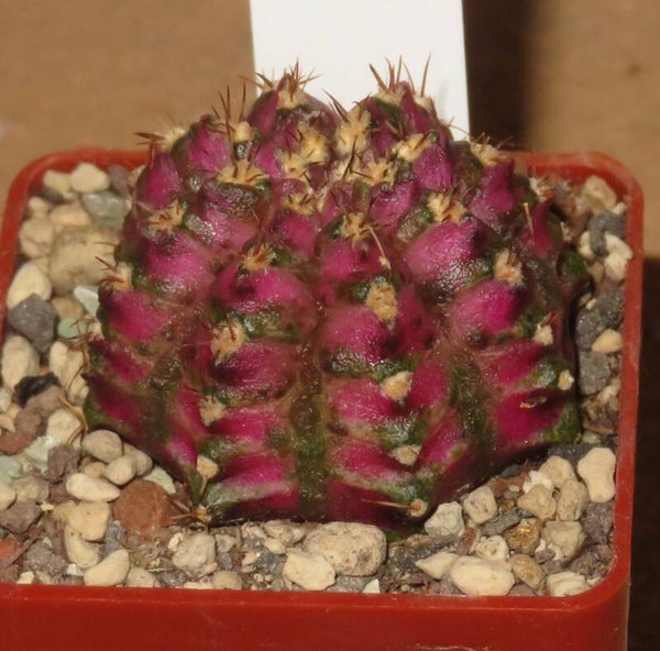 Gymnocalycium mihanovichii cv T-Lux Ball variegata Clone WE