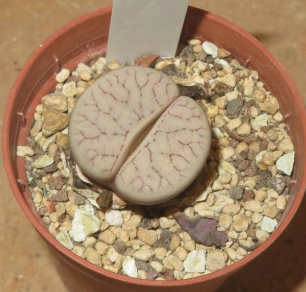 Lithops gracilidelineata v. gracilidelineata C374