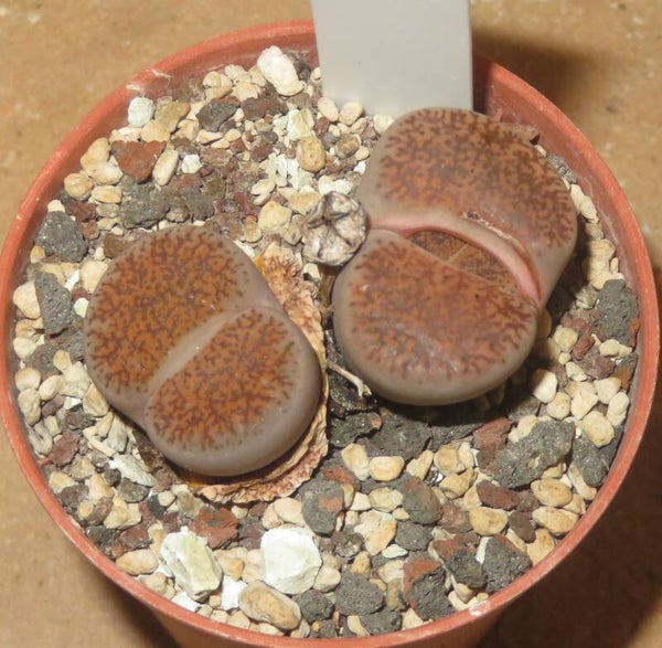 Lithops lesliei ssp. burchellii C308