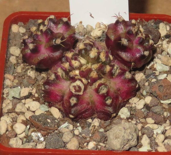 Gymnocalycium mihanovichii cv T-Lux variegata Monstrosa Sämling