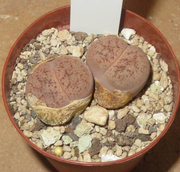 Lithops pseudotruncatella v. elisabethiae C187
