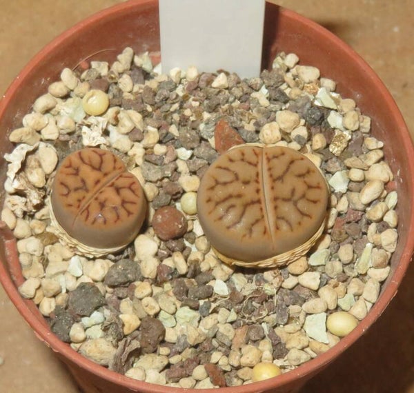 2x Lithops bromfieldii v. mennellii C44