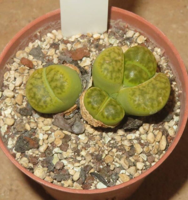 Lithops bromfieldii v. insularis cv. Sulphurea C362
