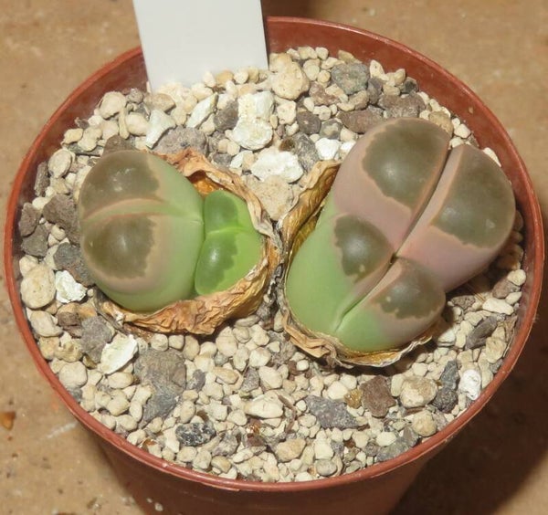 Lithops olivacea
