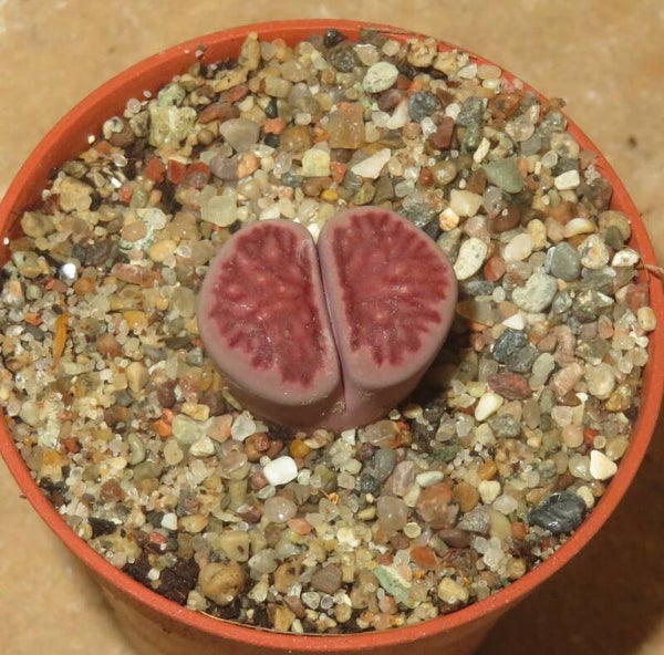 Lithops julii cv Kikushogiyoku Purple