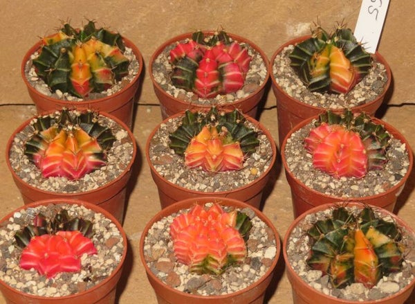 9x Gymnocalycium mihanovichii cv Hibotan Hybrid Sämling
