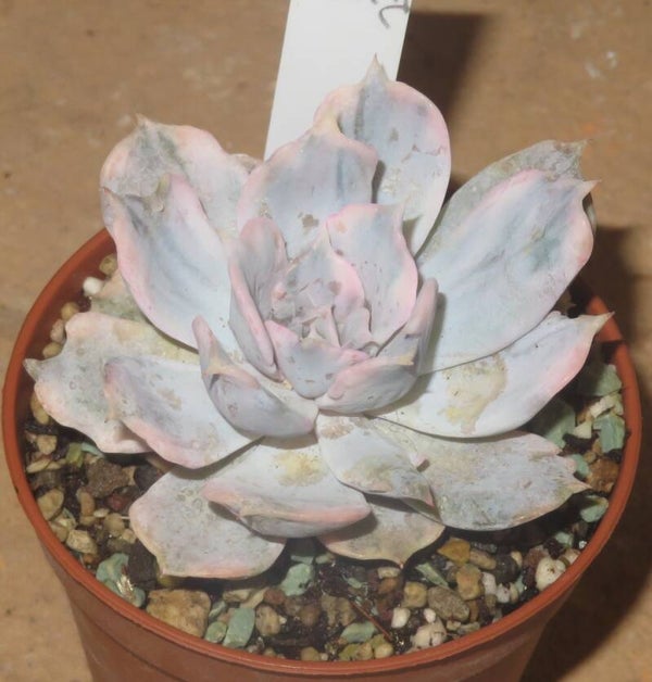 Echeveria lilacina variegata