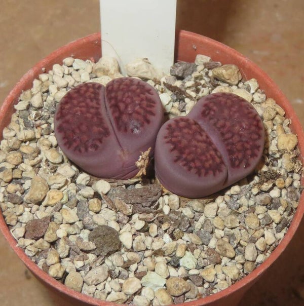 Lithops hallii v. hallii Pink ex C375