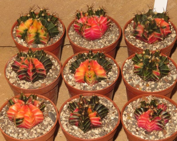 9x Gymnocalycium mihanovichii cv Hibotan Hybrid Sämling