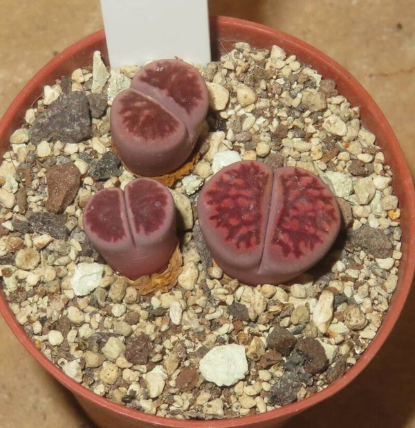 3x Lithops julii cv Kikushogiyoku Purple