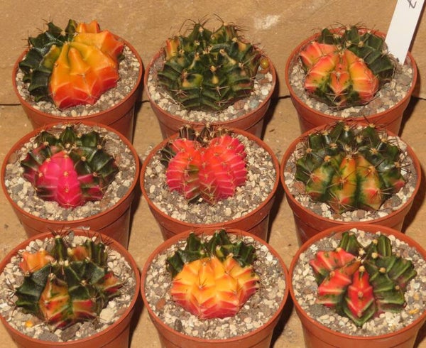 9x Gymnocalycium mihanovichii cv Hibotan Hybrid Sämling