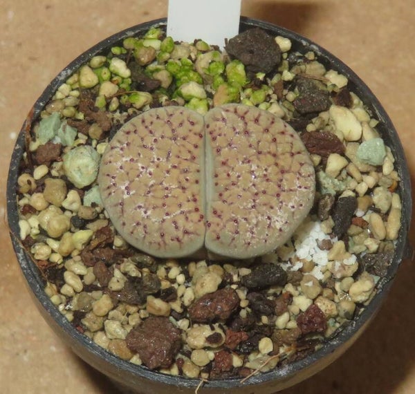 Lithops verruculosa v. glabra C177