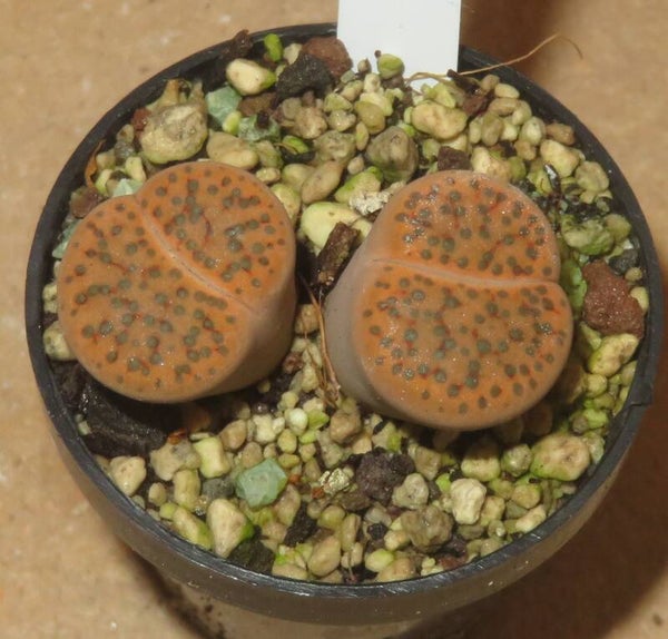 Lithops fulviceps v. fulviceps