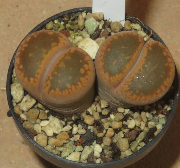 Lithops aucampiae