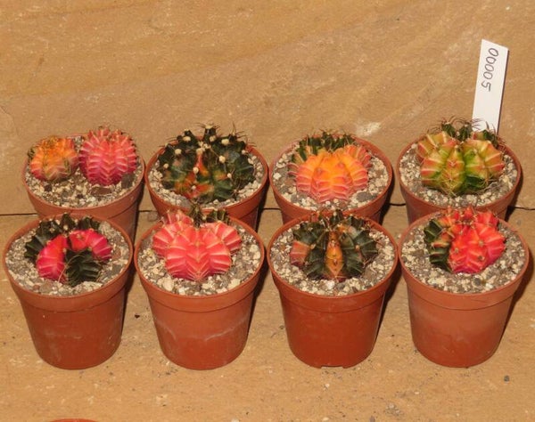 9x Gymnocalycium mihanovichii cv Hibotan Hybrid Sämling