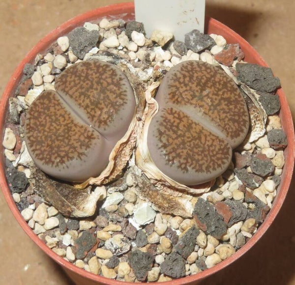 Lithops lesliei ssp. burchellii C308