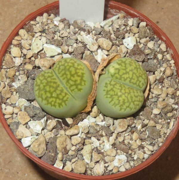 Lithops julii v. fulleri cv Fullergreen-Doppelkopf