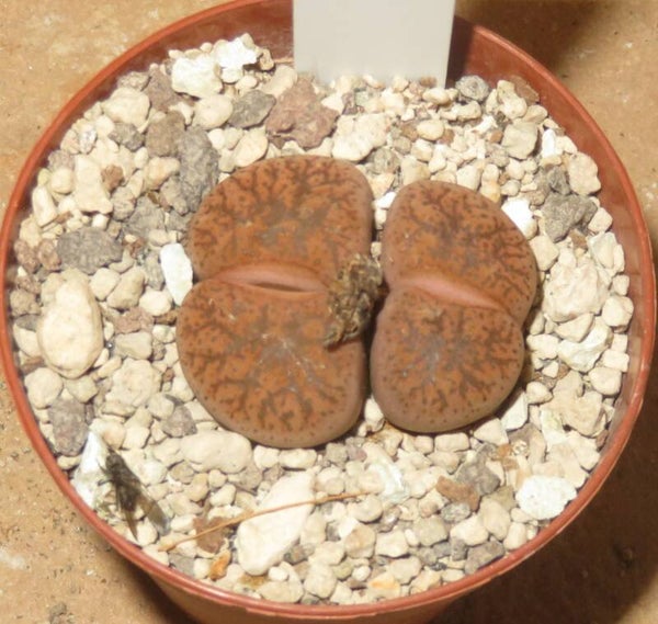 Lithops X Dinteranthus Dinterops cv