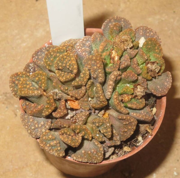 Titanopsis calcarea