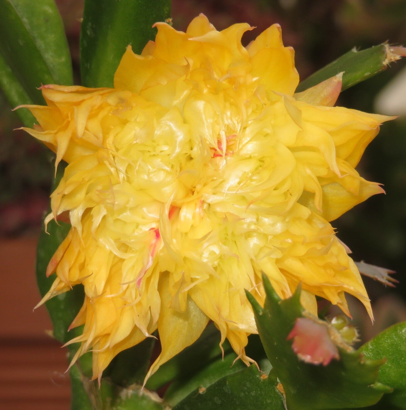 Schlumbergera cv AN016 – Weihnachtskaktus Blattkaktus